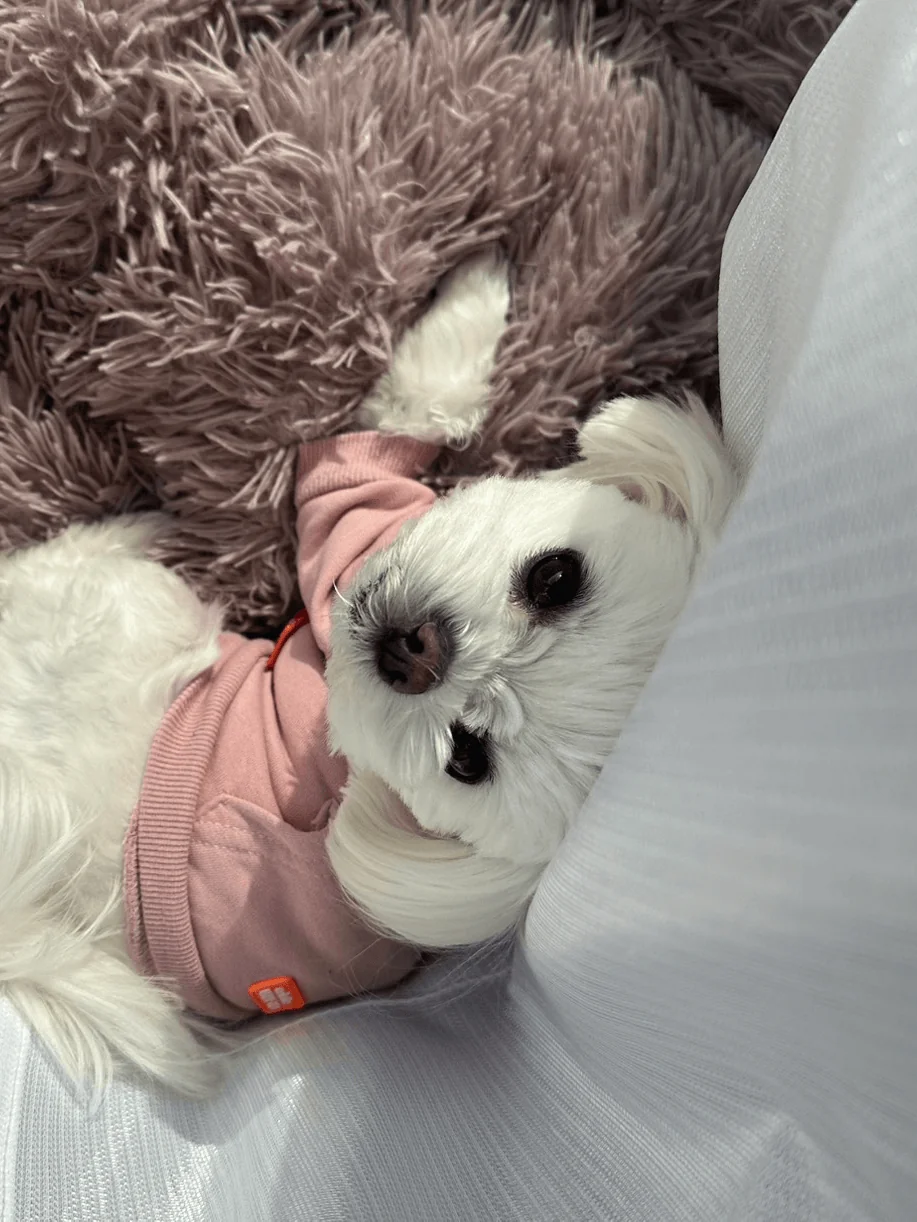 愛犬と過ごす日常 - トリミングワン